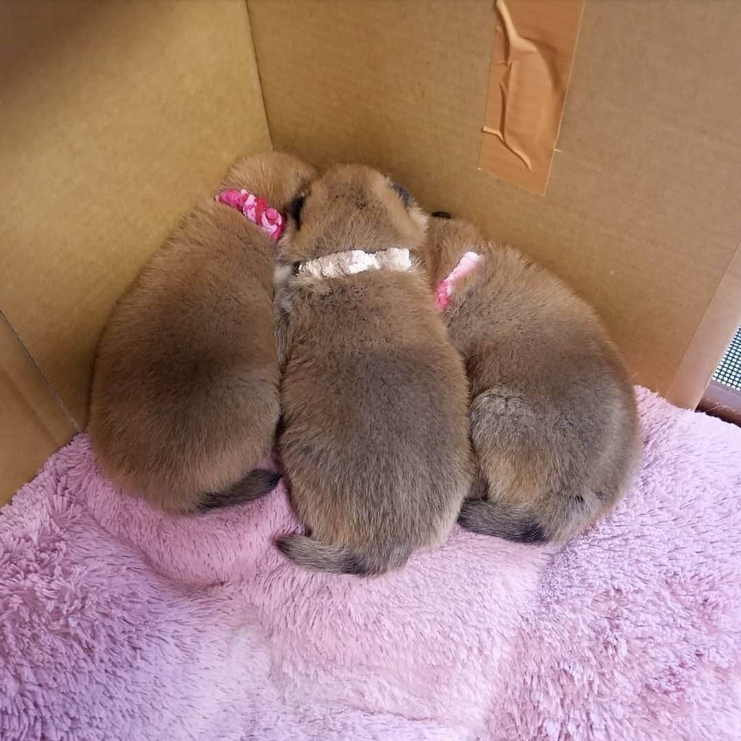 柴犬たま Shibainu Tamaのインスタグラム