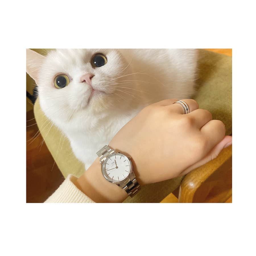 hanaさんのインスタグラム写真 - (hanaInstagram)「【この時計いいね🐥】﻿ とハナちゃんが言ってくれてます❤︎﻿ ハナちゃん顎が黄色なの？﻿ なーんでー😫﻿ .﻿ .﻿ .﻿ .﻿ .﻿ .﻿ ﻿ ダニエルウェリントン2019年最大のブラックフライデー期間限定セールがスタート⌚️（11/25～12/2期間中）﻿ ﻿ ・腕時計とアクセサリーまたはストラップの購入で30%OFF﻿ ﻿ ・数量限定、一部の商品が最大50%OFF﻿ ﻿ ・15%OFFクーポンコード併用可能、ギフトラッピング無料 ﻿ ﻿ ・15％OFFクーポンコード：  iyui（1/15まで有効、DW公式直営店舗とオンラインショップにて使用可能）﻿ ﻿ https://www.danielwellington.com/jp　﻿ ﻿ #ダニエルウェリントン #腕時計 #scottishfold #cat #cats #catlover #cutcats #catsnap #catstagram #cats_of_instagram #catsmosh #catsofworld #cutepetclub #ilovemycat #ig_catclub #insta_kitten #fluffy #funnycritters #fluffypack #kitty #kawaii #kawaii_cat #world_kawaii_cat #bestmeow #meowbox #happypet #bestcats_ofthdworld」11月28日 12時50分 - iyui1225
