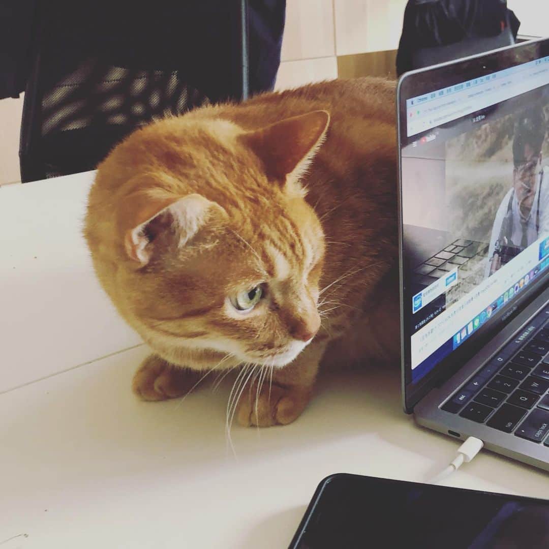 黃阿瑪的後宮生活さんのインスタグラム写真 - (黃阿瑪的後宮生活Instagram)「嚕嚕：「為什麼要看電腦？不看我？」#嚕嚕 #貓 #孤單 #寂寞 #fumeancats #黃阿瑪的後宮生活」11月28日 13時13分 - fumeancat