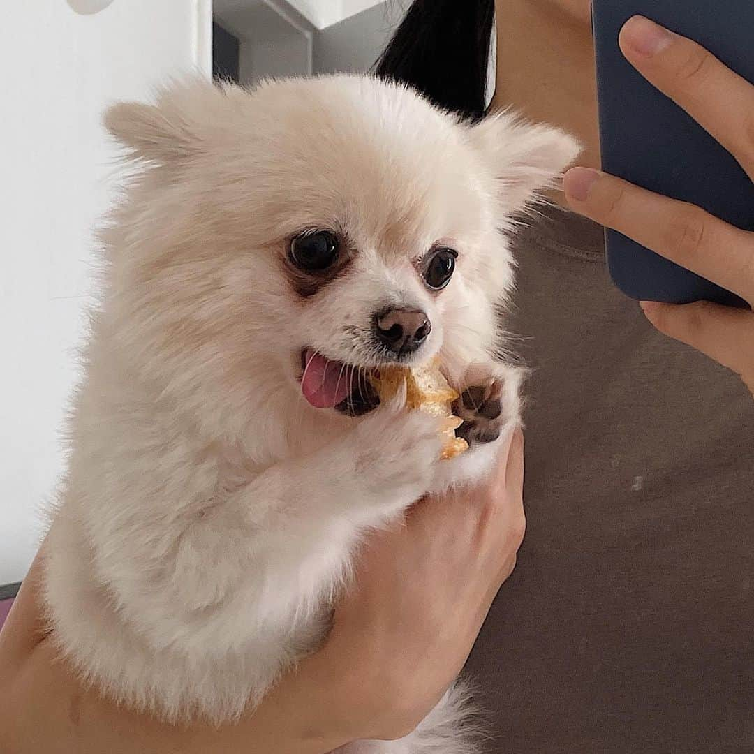 solsolさんのインスタグラム写真 - (solsolInstagram)「🐶행복한 우리집🐶 우리 애들은 껌먹는 모습도 왜케 웃기지?ㅋㅋㅋㅋ 양치하는거 싫어해서 치석껌줬는데 순-삭-💜하루에 하나씩 간식으로 주고있는데 봉지 꺼내면 빨리 내놓으라구 진짜 난리남ㅠㅠ🦴」11月28日 14時08分 - solwlyy