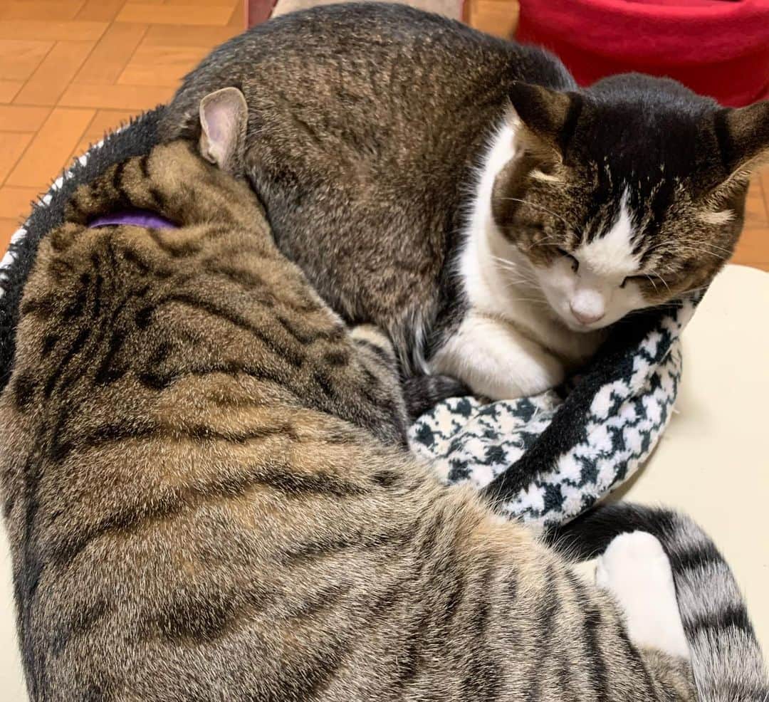 やふさんのインスタグラム写真 - (やふInstagram)「な、なんてこと！？のまが他猫と一緒に寝てる！これは事件だわ！！ 新吉「もふもふ堪能ちゅう〜」 うちの猫たちは決してまったく絶対にくっつき寝しません。特にのまは他猫が大キライ。新吉なら許すんだ…すごく珍しいモノを見た… . #cat #neko #catlovers #catsofinstagram #catstagram #instacat #猫 #ねこ #ネコ #保護猫 #新吉 #のま #のまらー #被災猫」11月28日 14時09分 - kyafy