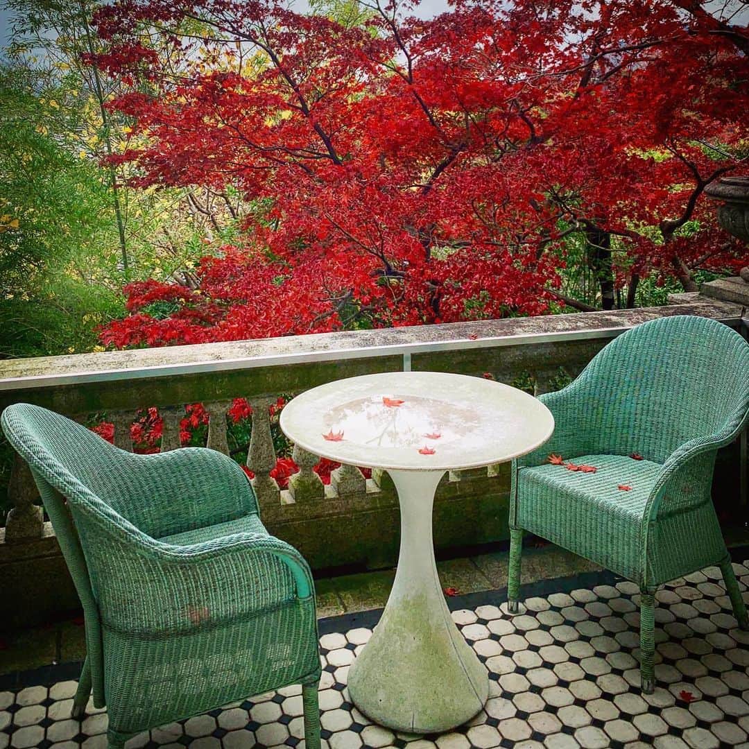 安珠さんのインスタグラム写真 - (安珠Instagram)「雨降る前に紅葉愛でる #京都 #紅葉」11月28日 14時29分 - anjuphotographer