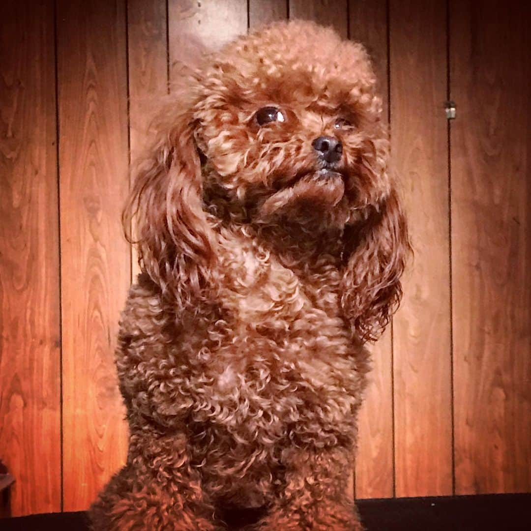 JessRonaGroomingさんのインスタグラム写真 - (JessRonaGroomingInstagram)「So you’re saying... I have this whole weekend off?」11月28日 15時17分 - jessronagrooming