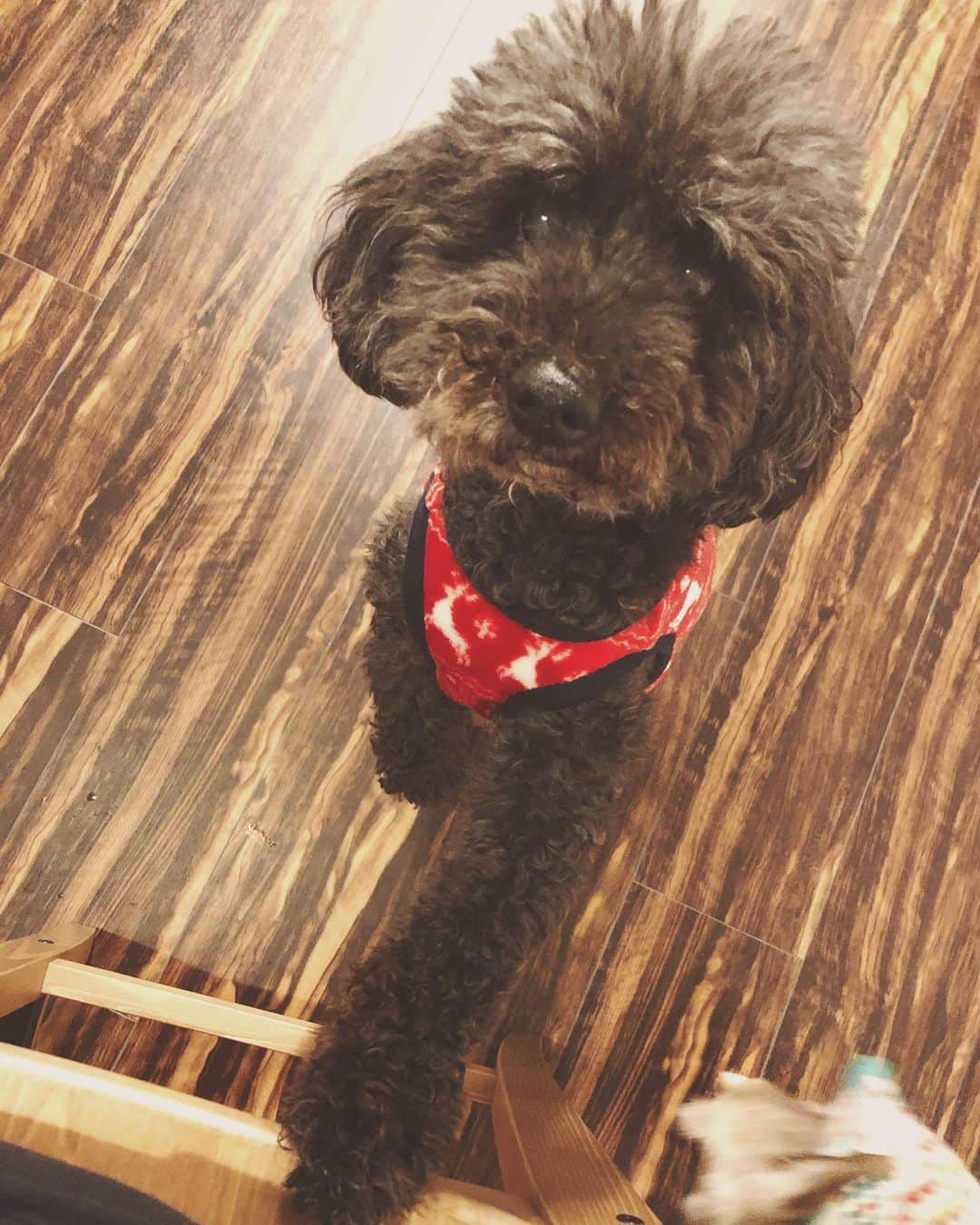 木村真野のインスタグラム：「梅吉❤️ #toypoodle #dog #love」
