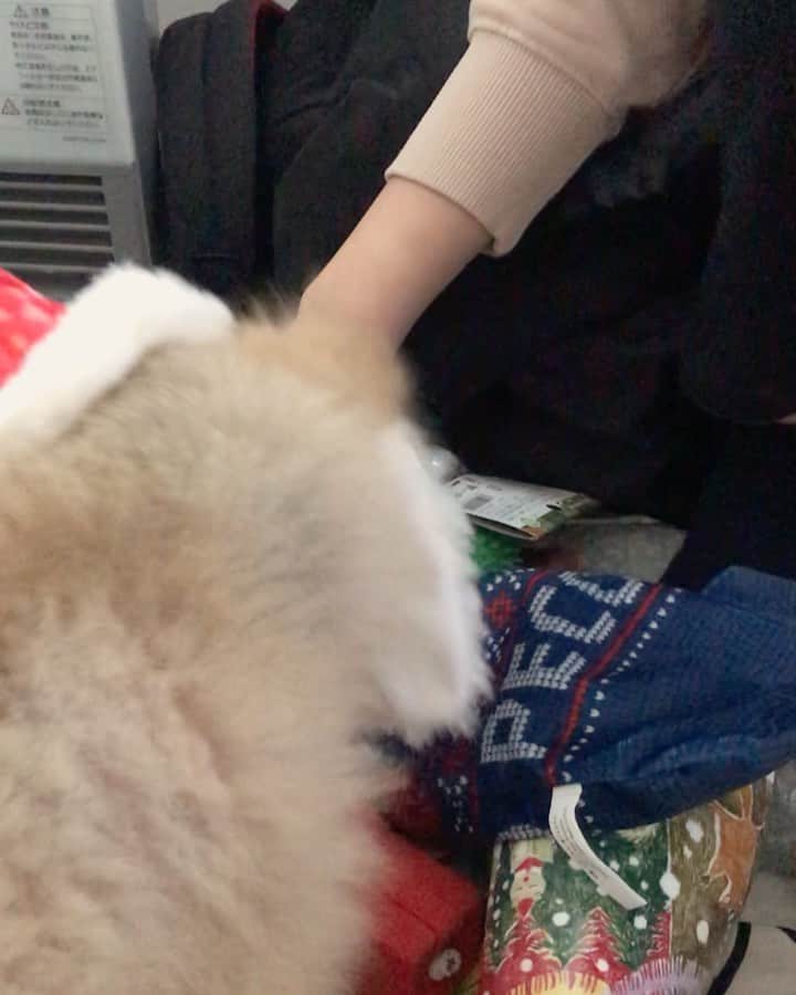 RIO POMEのインスタグラム：「peco box @pecobox_official さんからクリスマスバージョン🎄が届きました✨  今回も何かな何かな〜で興味深深✨  今回はおひげサンタさん🎅  いつもかわいいユーモアいっぱいのおもちゃ楽しみみたいです🐶  #ポメラニアン #pomeranian  #犬 #dog #dogstagram#doglover #愛犬 #わんこ #ポメラニアン大好き #ポメラニアンが世界一可愛い #pom #ぽめらにあん #ポメ#pomeraniansofinstagram  #pomeranianlove #ふわもこ部 #いぬバカ部 #癒しわんこ#instapic#pomstagram #puppy #dogsofinstagram #cute#cutedog #pecobox  #pecoいぬ部 #pecoboxクリスマス」