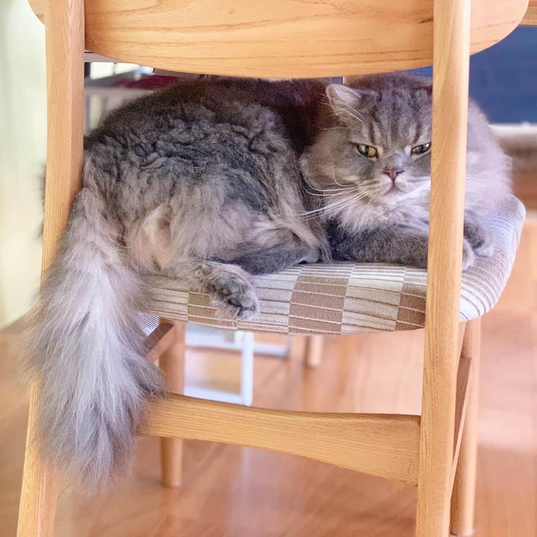 hanaのインスタグラム：「朝起きると毎日キッチンの上に﻿ 　肉球の足跡が付いてる🐾﻿ ﻿ 銀ちゃんが登ってるの分かってるんだぞー！﻿ 突然電気を付けたらいつも登ってはいけないとこに登ってるんだから﻿。 ﻿ 【なにか？🦉】って顔して、悪びれない銀ちゃん😩 ﻿ ﻿ ﻿ ﻿ ﻿ #cat #cats #catlover #cutecats #catsnap #catstagram #ilovemycat #adorble #ig_catclub #cats_of_instagram #kawaii #kawaii_cat #meowbox #bestmeow #fluffy #funnycritters #scottishfold #neko #kitty #ねこ #ねこ部 #ネコ #猫 #スコティッシュフォールド #スコティッシュ #ふわもこ #ふわもこ部」