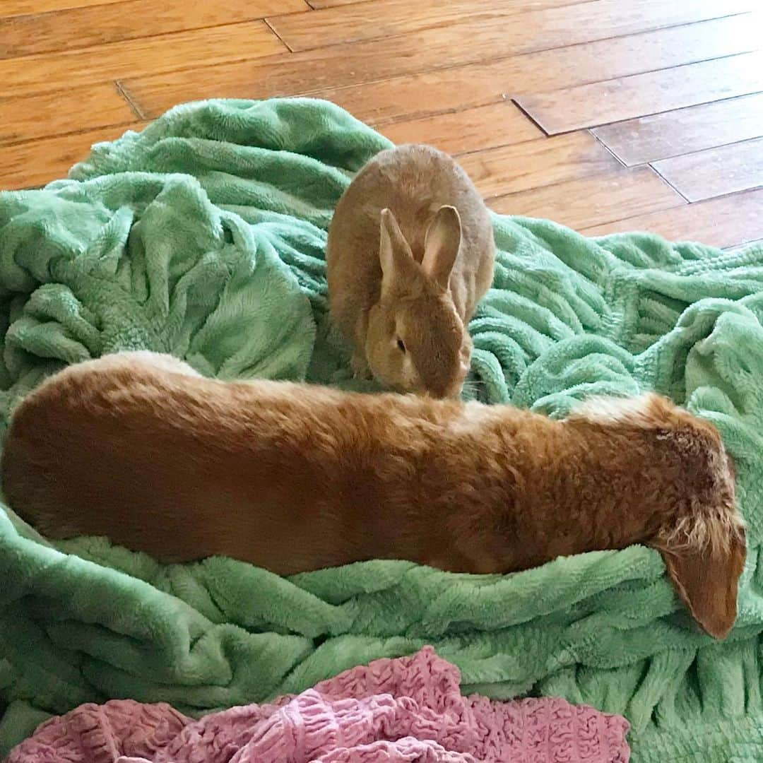 Chieko Shibutaさんのインスタグラム写真 - (Chieko ShibutaInstagram)「たろー🐶&うじゃこ🐰地方☔️ 今日で3日目☔️☔️☔️ 洗濯乾燥機上がりの　ポカポカ　ふわふわ　カバー占領！ お昼寝中の　たろー🐶💤💕 たろー！ちゃん　遊びましょう^_^ ツンツン🐰✨ たろー！長いですね〜😅 💕✨🐶🍀🐰✨💕 💕 #dachshund #dachshunds #dachshundlove #dog #dogs #doglove #instadog #instagram #instagood #pet #pets #petsagram #cute #cutepe #cutepet #cutedog #cuteanimals #likes #09076999576 happy #smile #rabbit #ラビット #ミニュチュア #ミニュチュアダックス  #ミニュチュアダックスフント #うさぎ部 #うさぎ #ダックス #ダックスフンドロングヘアー#ねざーらんどどわーふ」11月28日 16時11分 - chieko.81