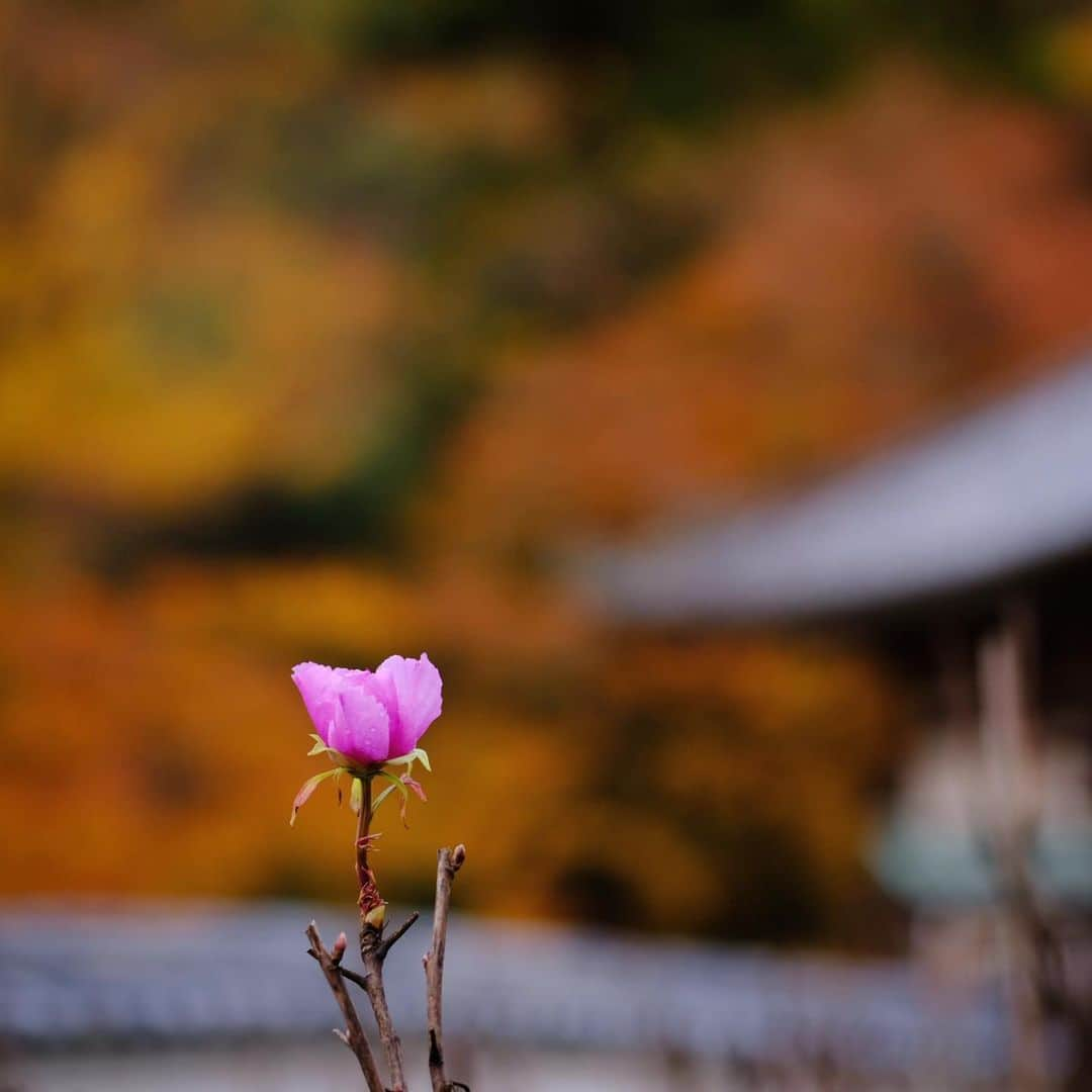 奈良 長谷寺 / nara hasederaのインスタグラム