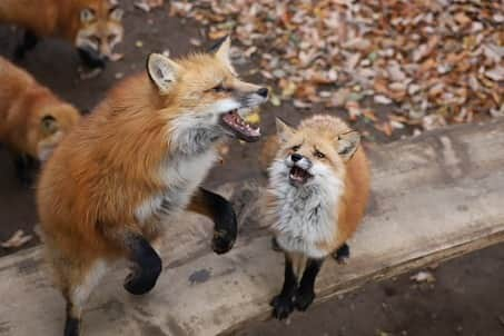 9GAGさんのインスタグラム写真 - (9GAGInstagram)「NOOO! My fooood!!! 📸 LIA9821 | TW - #fox #food #japan #9gag」11月28日 16時58分 - 9gag