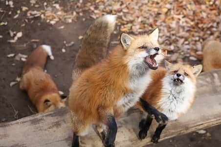 9GAGさんのインスタグラム写真 - (9GAGInstagram)「NOOO! My fooood!!! 📸 LIA9821 | TW - #fox #food #japan #9gag」11月28日 16時58分 - 9gag