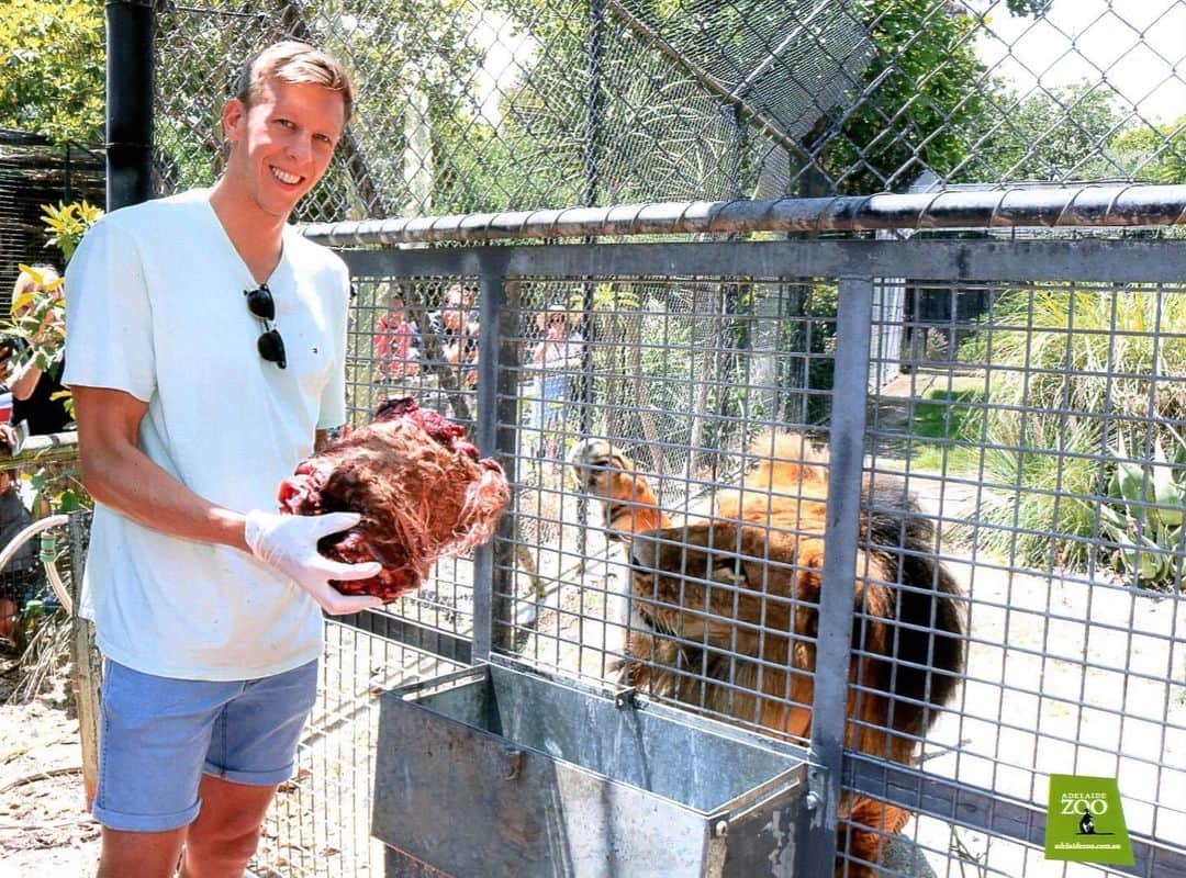 のインスタグラム：「🦁 🍖  Mujambi was keen for a feed! Incredible experience at @zoossa」