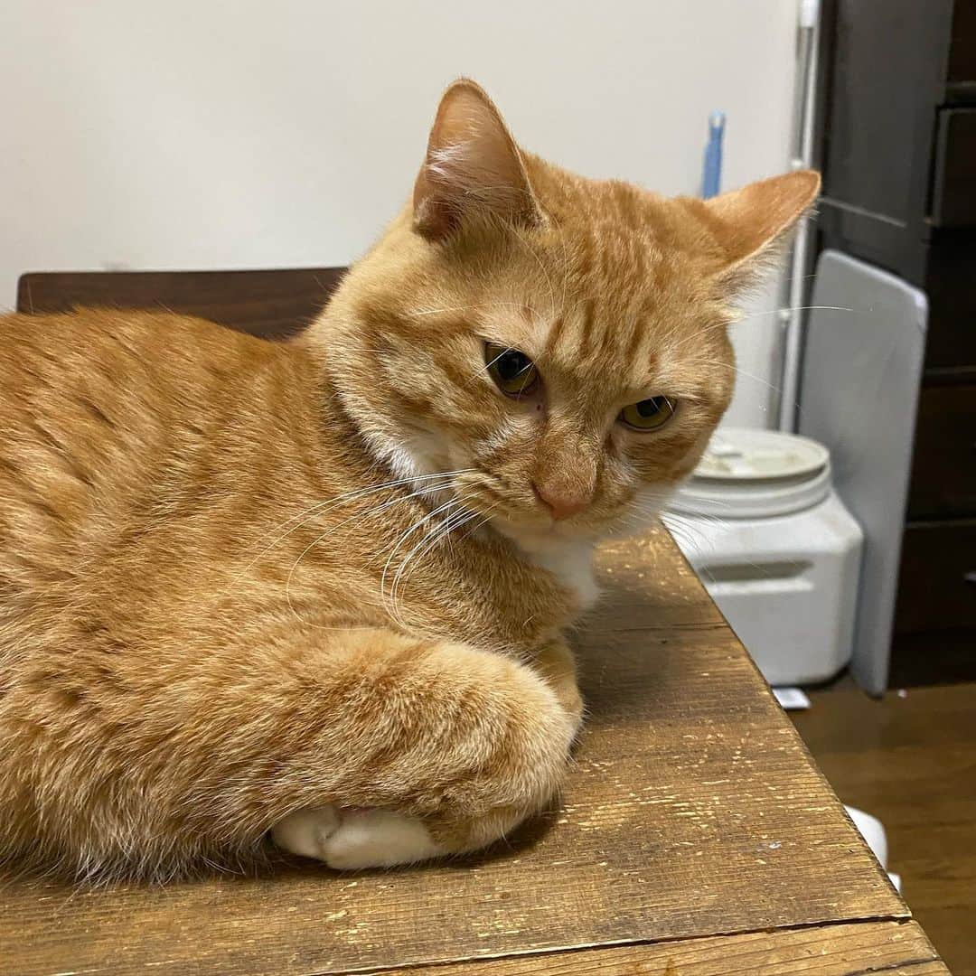 のインスタグラム：「テーブルの上だとアンニュイに見えるのなんでだろ  #kurohakuchai #tabby #orangetabby #cat #猫 #茶トラ男子部 #catstagram」
