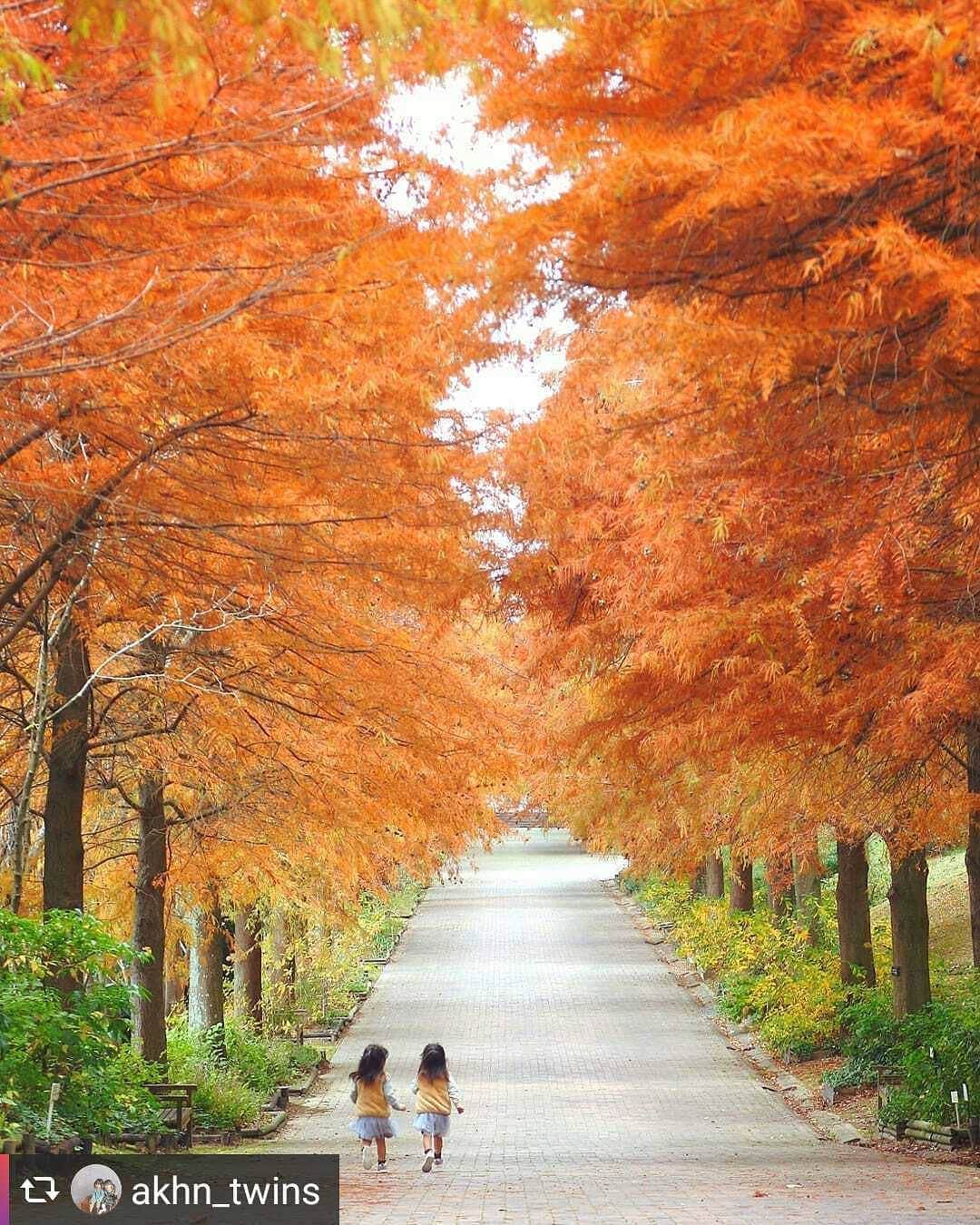 兵庫県さんのインスタグラム写真 - (兵庫県Instagram)「兵庫県公式インスタグラム『love_hyogo』です。  love_hyogoでは皆さんが#lovehyogo のハッシュタグを付けて投稿していただいた写真から素敵な写真をご紹介させていただきます。  本日のピックアップは @akhn_twins さんのお写真です👑 ハッシュタグをつけての投稿ありがとうございます🙏  写真は加東市下滝野にある播磨中央公園の『四季の庭ファンタジーロード』での一枚です📷 優しさと暖かみを感じさせるラクウショウ紅葉、とても素敵ですね💕 並木道をかける双子ちゃんを暖かく迎えてるようです✨✨ 写真を通してお母さんの子どもたちに対する愛おしさが伝わってきますね😍💕 播磨中央公園は緑の樹林に囲まれた丘や大小の池が散在する自然豊かな公園で四季の庭ファンタジーロードは、ラクウショウの並木道の新緑や紅葉がとても美しいと人気の撮影スポットになっています。  紅葉シーズンももう終わりに近づいています😞 ぜひ、色鮮やかな兵庫の秋景色を味わい尽くしてくださいね😉💕 兵庫にまつわる投稿は#lovehyogo のハッシュタグをお願いします👈  #兵庫県#兵庫#lovehyogo#love_hyogo#photooftheday#followme#加東市#播磨中央公園#四季の庭ファンタジーロード#ラクウショウ#紅葉#自慢したい兵庫の景色」11月28日 17時49分 - love_hyogo