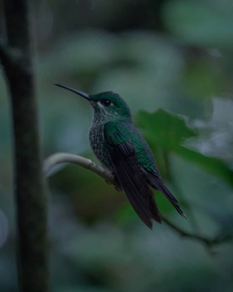 Vogue Italiaさんのインスタグラム写真 - (Vogue ItaliaInstagram)「Alien Observer, by @Arianna.Lago, a project showing the extraordinary and flourishing Nature of the Costa Rica. See the full reportage at the link in bio. #photostories」11月28日 18時00分 - vogueitalia