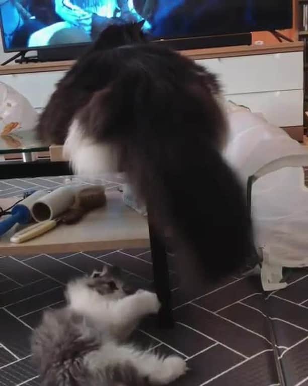 のインスタグラム：「When the ping is high action delay is expected ⠀ ⠀ 📹@mn_sn_choi⠀ ⠀ #meowed #HighlandStraight #HighlandFold #MiNamChoi #ShinNamChoi #🇰🇷 #fluffycat」
