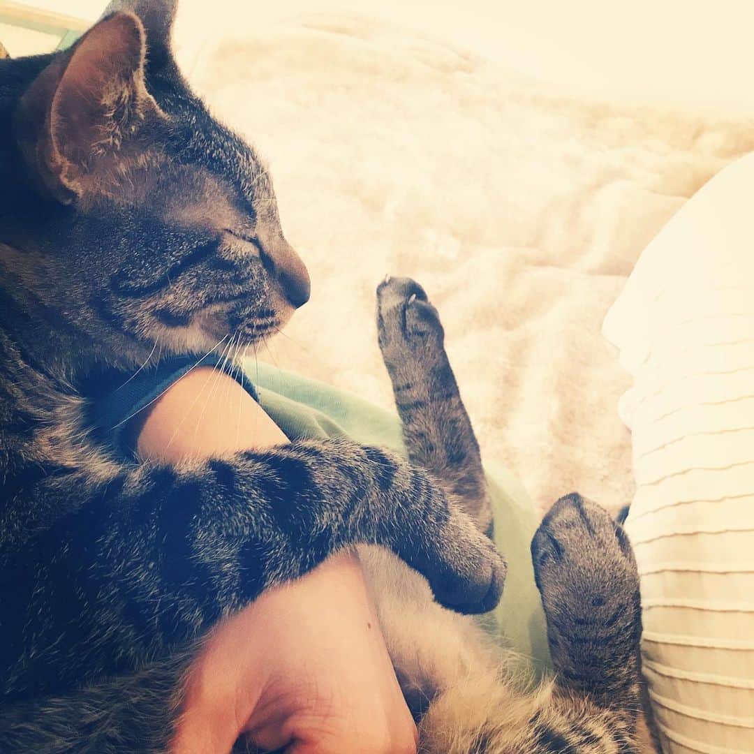 makicocomoのインスタグラム：「Relaxing on my lap. ・ 千歩がインフルエンザにかかり、私もお昼から仕事のお休みをもらってのんびりしています。 ドリルがお膝の上でゴロゴロ癒される〜♡ ・ ･:*+.･:* ･:*+.･:* ・ ･:*+.･:* ・ となでなでしてたら、お尻あたりに白いツブツブ…… これは前にも見たことがあるぞ、寄生虫だぞ、ドリルも病院だ〜💦」