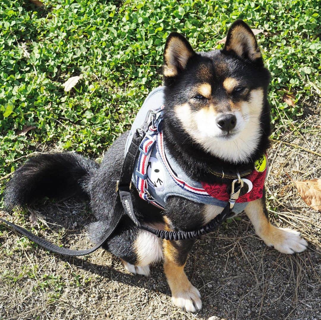 黒豆柴こむぎのインスタグラム