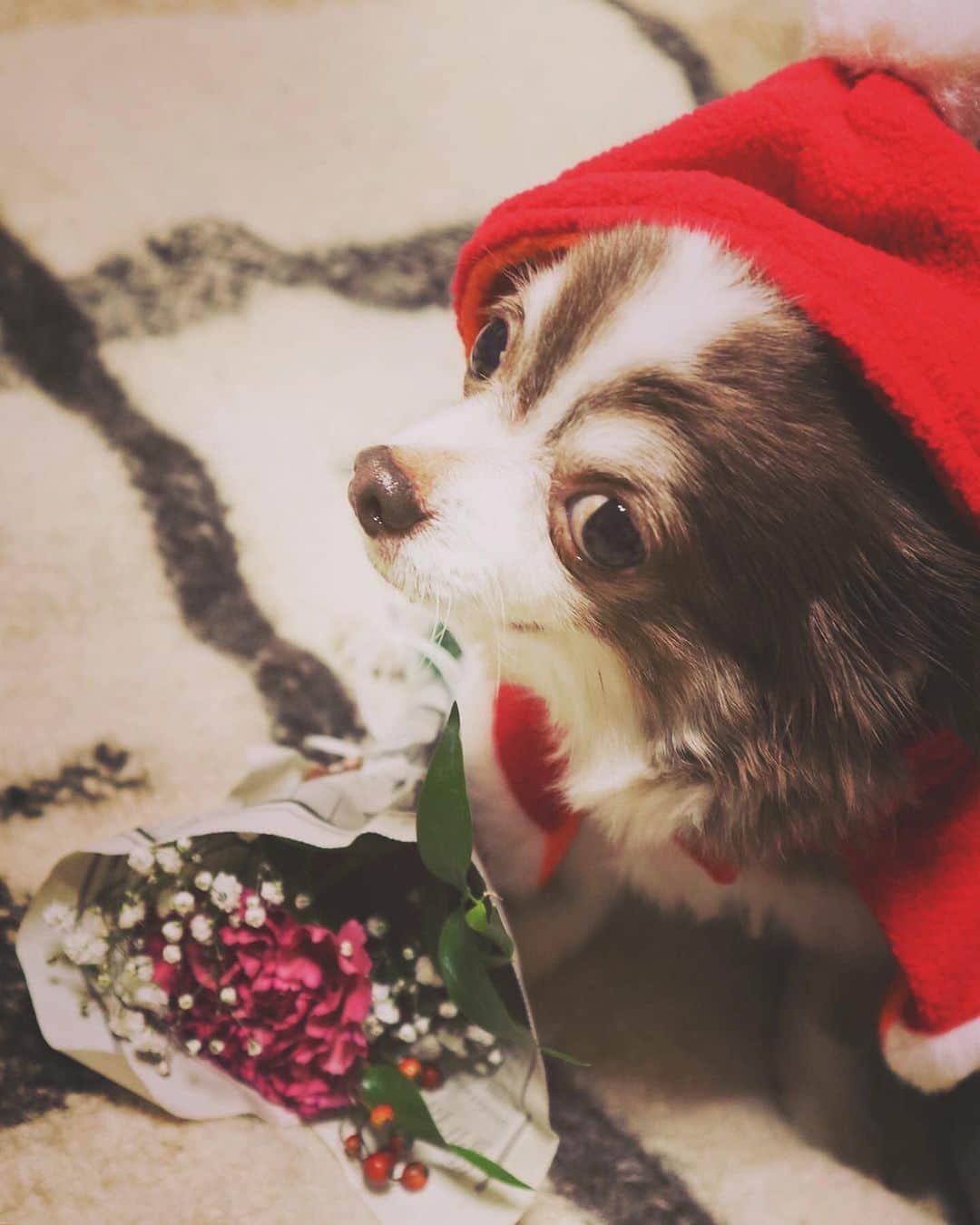 ダーブロウ有紗さんのインスタグラム写真 - (ダーブロウ有紗Instagram)「💐🐕💝 @bloomeelife さんから季節のお花が届きました🔔  期間限定のパッケージがクリスマスカードみたいでポストに入ってる姿が可愛かった📮❤️ お花もクリスマスっぽくて食卓が一気に華やかになったよ🎅✨ * ・ ・ @bloomeelife さんから 初回のお花がプレゼントされるクーポンを頂きました🌹 お花が好きな方はぜひ使ってみてください💝 🎄🎁🎄 【先着50名様限定】⬇︎⬇︎⬇︎ Bloomee LIFEのお花💐 初回無料クーポンコード：XMAS ■有効期限：2019年12月29日 #bloomeelife」12月13日 12時21分 - alisadurbrow