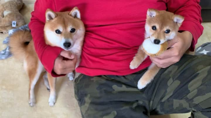 豆柴 サニーちゃんのインスタグラム