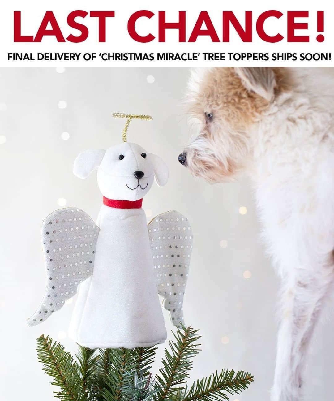 Animalsのインスタグラム：「Thanks to your support, our 'Christmas Miracle' Tree topper has funded over 200,000 meals for shelters!!! Is that a Christmas Miracle or what? Ok, so here's the deal... on 12/16 we'll receive our last shipment of these. If you place your order now, your order WILL ship in time for Christmas delivery. Thanks again for all your support! Buy link in @iheartdogscom bio. Each purchase funds 30 meals!」