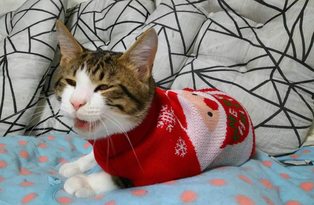 ねこさんのインスタグラム写真 - (ねこInstagram)「クリスマス仕様セーター🎅🎄🐱ウキウキ♫ #neko_magazine #NEKONOBA #ねこマガジン #ネコノバ #ねこ #猫 #cat #catstagram #cat」12月13日 13時10分 - neko_magazine