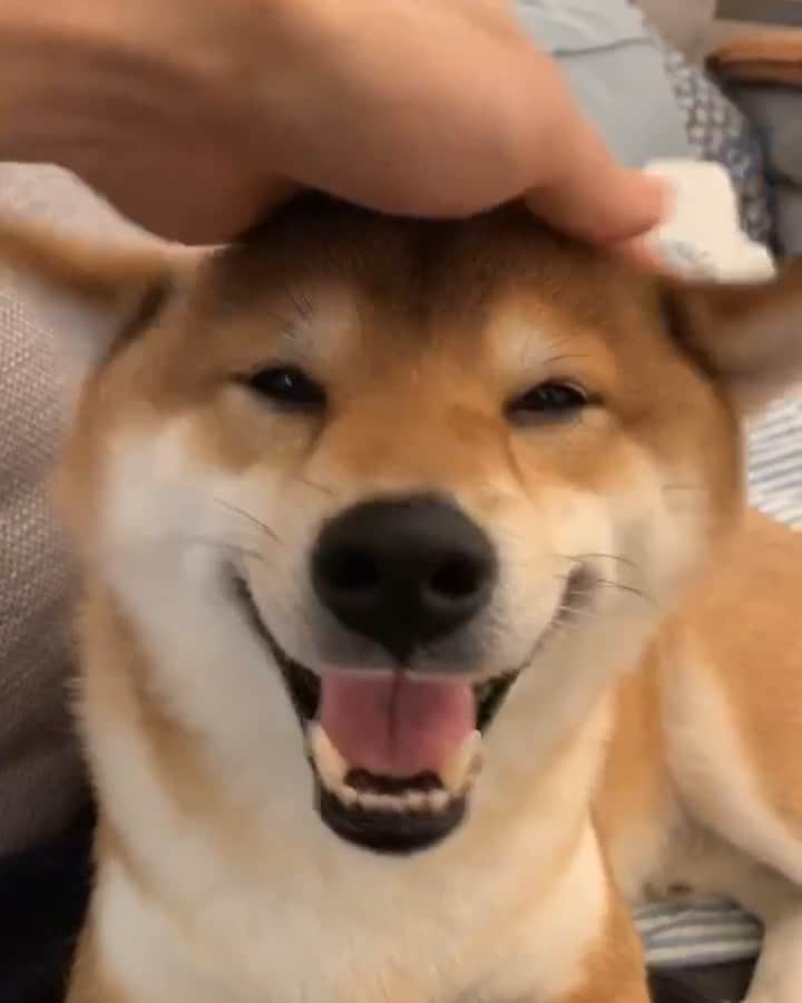 ?Fricko the Shiba Inu?のインスタグラム：「Fricko’s favorite head massage time 😆😆 🐾 🐾 🐾 🐾 #Fricko #🐶 #☀️ #shiba #shibainu #dog #柴犬 #赤柴  #adorable #shibalovers #shibaholics  #dogoftheday  #weeklyfluff #aww #dogstagram  #dogscorner #puppiesofinstagram #shibapuppy」
