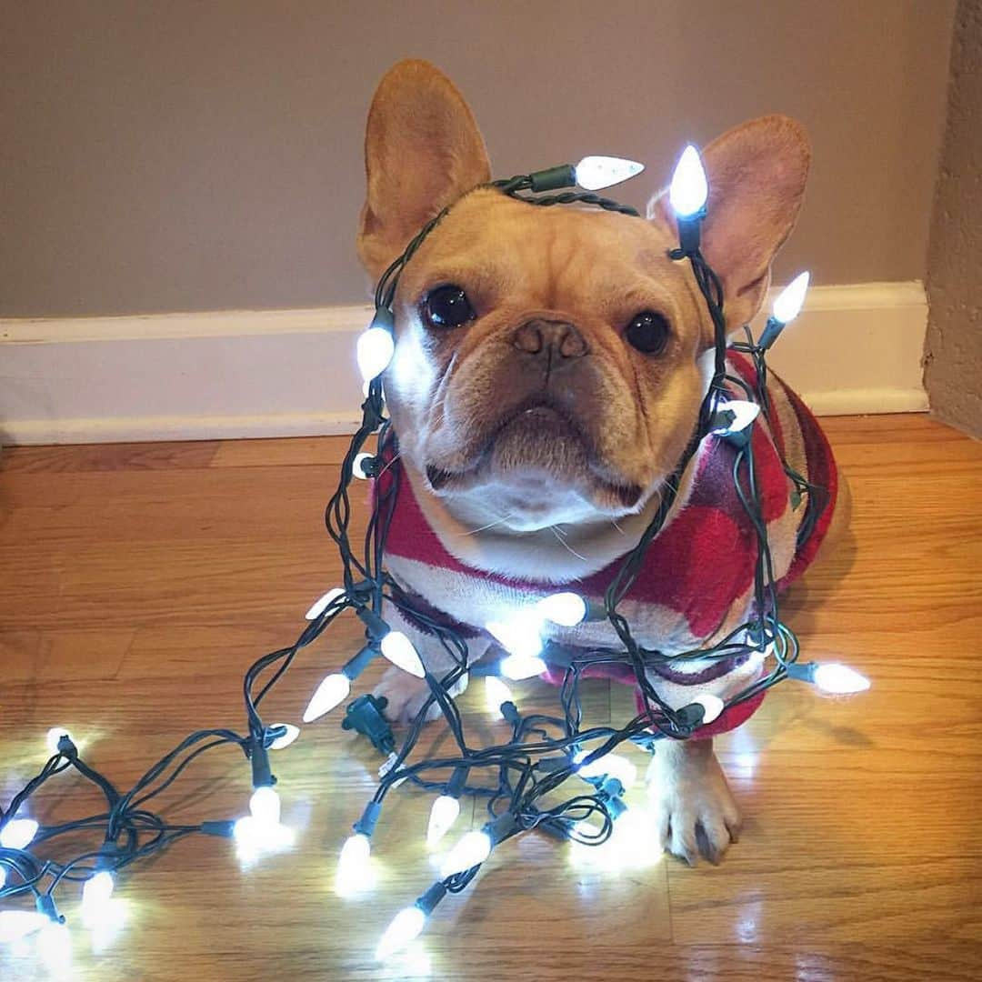 Hamlinさんのインスタグラム写真 - (HamlinInstagram)「I gave hanging Christmas lights my best shot. Given my lack of opposable thumbs, I thought my efforts deserve a modest 4.5 candy canes out of 6 silver bells. 😒🎄 Oh well, standing by for hot cocoa and marshmallows served up in a commemorative boot mug. .......... #tbt #holidays #justenougheffortforhotcocoa」12月13日 7時18分 - hamlin_the_frenchie