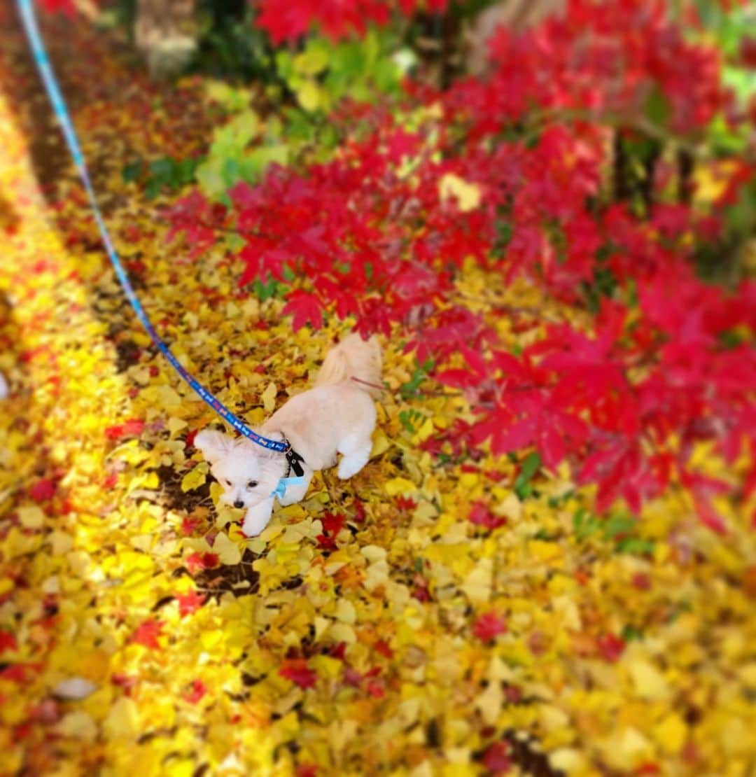 チャン・リーメイさんのインスタグラム写真 - (チャン・リーメイInstagram)「一段と寒くなる前に、 ✴︎ 紅葉の見納め🍁✨ ✴︎ 日本のモミジって本当にきれいですねぇ✨ ✴︎ 生まれたての赤ちゃんのおててみたい☺️ ✴︎ さて、関東はいよいよ紅葉も終わり、 ✴︎ 冬の入り口。 ✴︎ 今日から寒くなるゾ(･･;) ✴︎ 皆さま、ご自愛ください💕 ✴︎ #秋のポートレート　#愛犬とポートレート #錦秋　#愛犬とお出かけ　#素敵な秋の日　#colorleaves #pomeranianmix #秋の終わり　#冬の入り口　#興禅院」12月13日 7時28分 - limeichiang