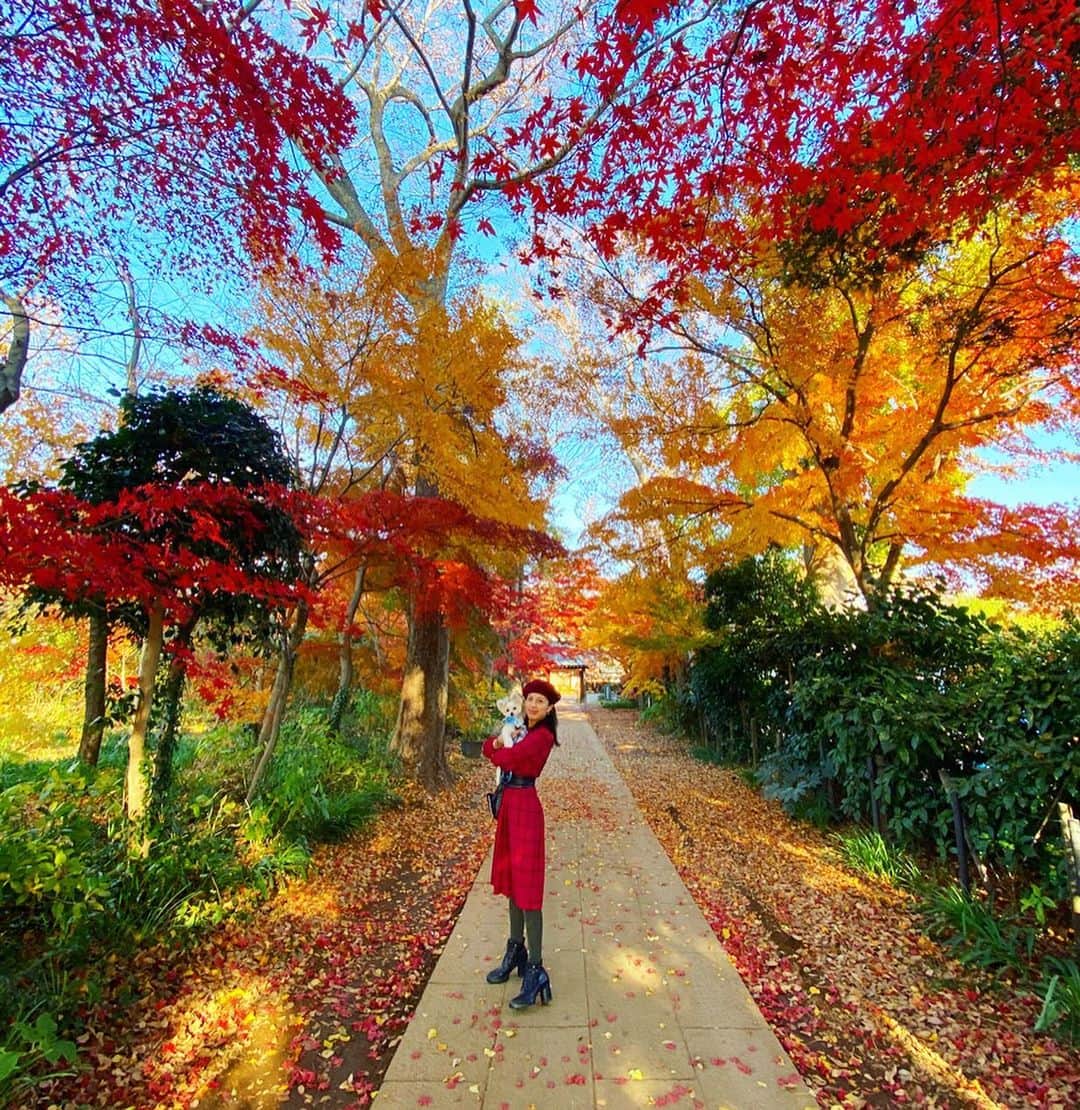 チャン・リーメイさんのインスタグラム写真 - (チャン・リーメイInstagram)「一段と寒くなる前に、 ✴︎ 紅葉の見納め🍁✨ ✴︎ 日本のモミジって本当にきれいですねぇ✨ ✴︎ 生まれたての赤ちゃんのおててみたい☺️ ✴︎ さて、関東はいよいよ紅葉も終わり、 ✴︎ 冬の入り口。 ✴︎ 今日から寒くなるゾ(･･;) ✴︎ 皆さま、ご自愛ください💕 ✴︎ #秋のポートレート　#愛犬とポートレート #錦秋　#愛犬とお出かけ　#素敵な秋の日　#colorleaves #pomeranianmix #秋の終わり　#冬の入り口　#興禅院」12月13日 7時28分 - limeichiang