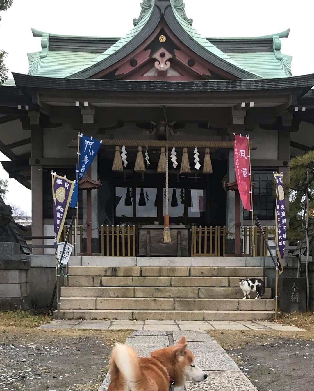 柴犬のモモさんのインスタグラム写真 - (柴犬のモモInstagram)「おはようございます。モモさんに誘われて神社へ #いぬ #イヌ #犬 #柴犬 #赤柴 #日本犬 #犬バカ部 #ふわもこ部 #いぬら部 #癒しわんこ #柴犬マニア #犬のいる暮らし #口角キュキュッと部 #shiba #shibainu #shibadog #dogstagram #dogsofinstagram #shibastagram #shibasofinstagram #shibamania #inu #instadog #toyota_dog」12月13日 7時53分 - shi_ba_i_nu_momo