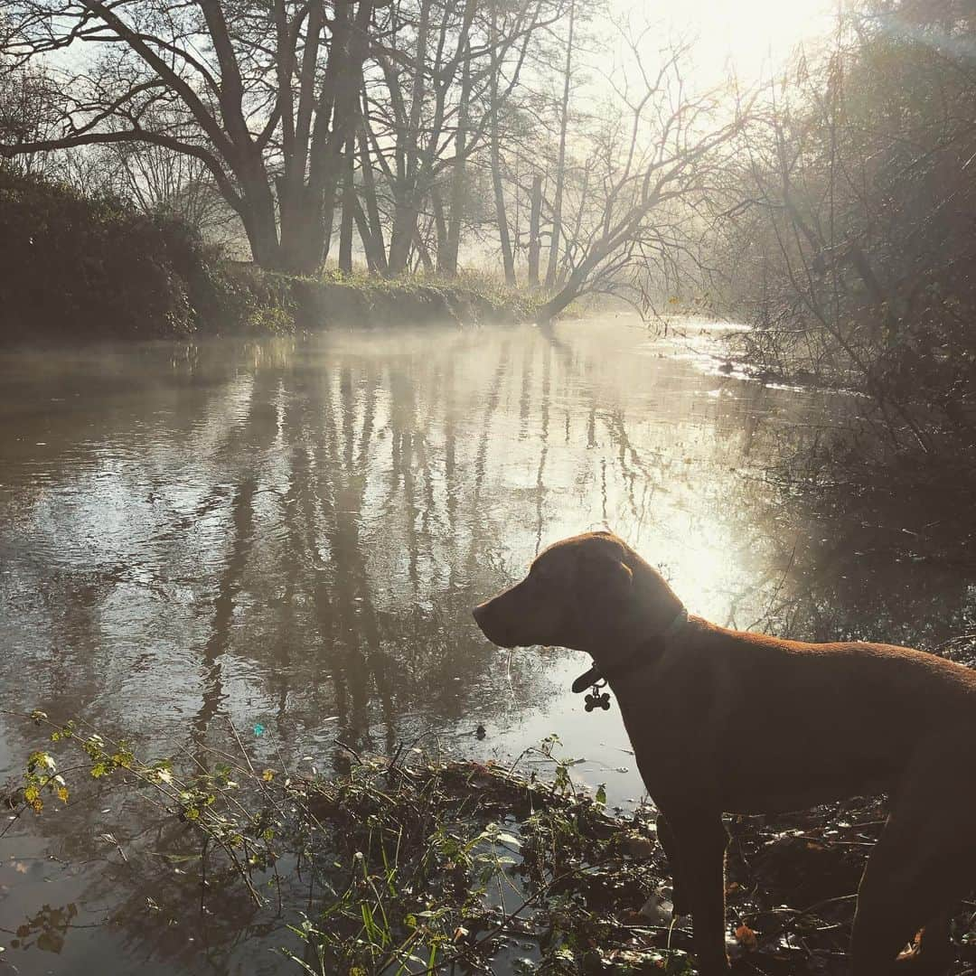 ポール・ブラックソーンさんのインスタグラム写真 - (ポール・ブラックソーンInstagram)「Mad dog & Englishman go out for a morning walk.」12月13日 8時00分 - paulblackthorne