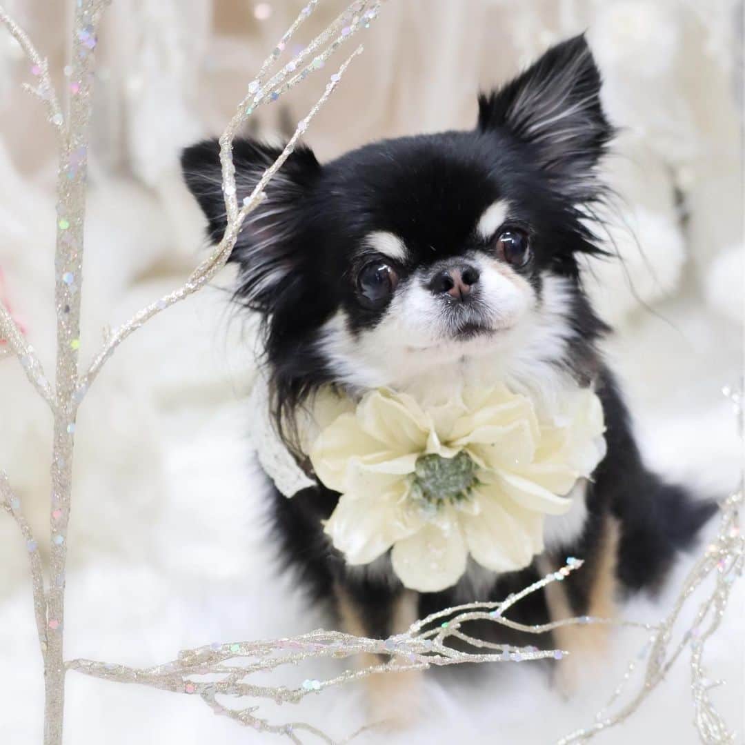 kayoのインスタグラム：「* * この めろめろの表情好き☺️💗 * * Melon💗 * * #chihuahua#chihuahualove#dogstgram#dog#instadog#チワワ#チワワ大好き * *」