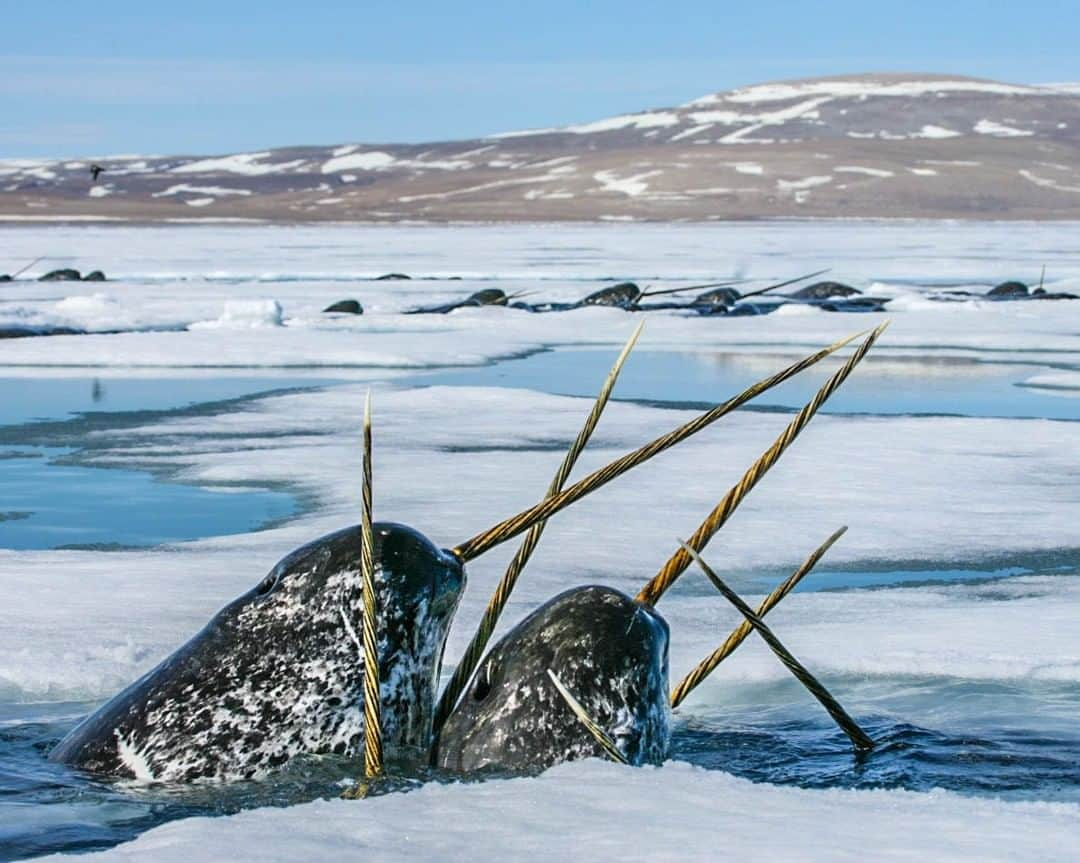 ナショナルジオグラフィックさんのインスタグラム写真 - (ナショナルジオグラフィックInstagram)「Photo by @paulnicklen | The narwhal is one of the most elusive and mysterious mammals in the Arctic. In this photo, they jockeyed for position to catch a breath of air during a polar-cod feeding frenzy. Ever since I was a kid growing up in the Canadian Arctic, I have always been fascinated by the unicorns of the sea. I had returned to the Canadian Arctic for eight years before capturing this moment. Follow me @PaulNicklen for more images that document the intimacy between wildlife and their environment. #Narwhal #Nature #Wildlifephotography #ExtinctionEndsHere」12月13日 8時35分 - natgeo