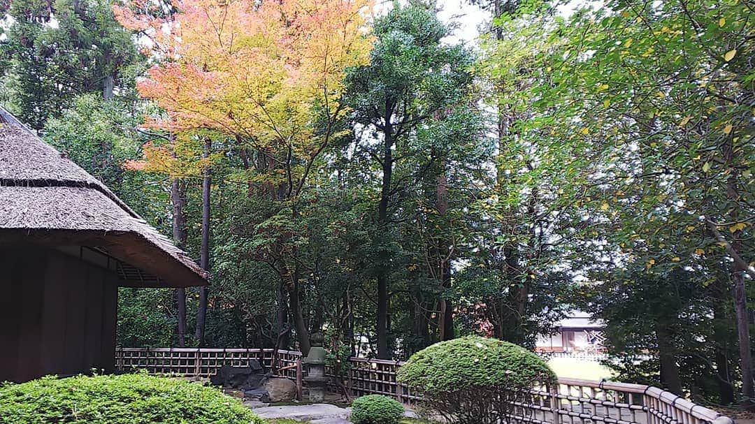 三宅裕子さんのインスタグラム写真 - (三宅裕子Instagram)「#岡山レポ 続き🍁  2日目は #日本三名園 #後楽園にも行きました！ すごく広くて全部は見られなかったけれどとてもキレイでした。 庭園だけかと思ってたら中に神社や #慈眼堂 という御堂もあって得した気分に☺♥ 今回は寄ってないけれどお茶屋さんもあったり🎶 いたるところに和傘も置いてあってフォトスポットも作られていたりして、とても楽しめる庭園でした。  #岡山後楽園 #Garden #japanesegarden #trip #旅行 #神社巡り #神社好きな人と繋がりたい #感謝」12月13日 8時36分 - yuko_miyake