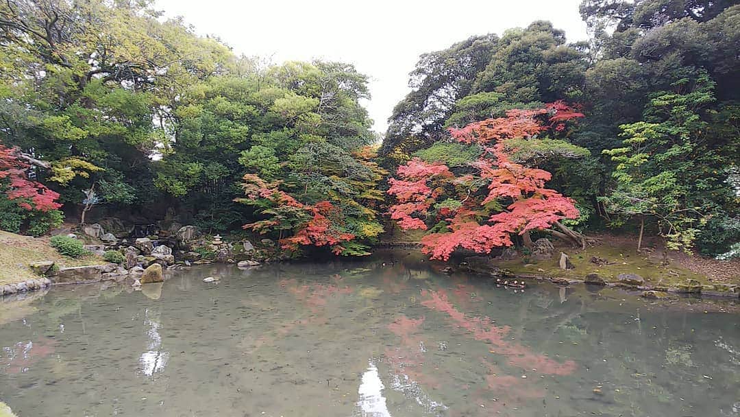 三宅裕子さんのインスタグラム写真 - (三宅裕子Instagram)「#岡山レポ 続き🍁  2日目は #日本三名園 #後楽園にも行きました！ すごく広くて全部は見られなかったけれどとてもキレイでした。 庭園だけかと思ってたら中に神社や #慈眼堂 という御堂もあって得した気分に☺♥ 今回は寄ってないけれどお茶屋さんもあったり🎶 いたるところに和傘も置いてあってフォトスポットも作られていたりして、とても楽しめる庭園でした。  #岡山後楽園 #Garden #japanesegarden #trip #旅行 #神社巡り #神社好きな人と繋がりたい #感謝」12月13日 8時36分 - yuko_miyake