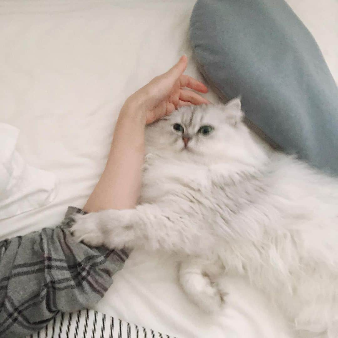 兄弟猫と私と夫の2トムのまいにちさんのインスタグラム写真 - (兄弟猫と私と夫の2トムのまいにちInstagram)「Morning！Mom, get up early！ ぼくの朝  お寝坊さんのママと 添い寝するなの  ママはぼくのもので 誰にも渡さないなの  家の中では1番人気なの  #日本では1億2千6322500位」12月13日 9時09分 - maamiff