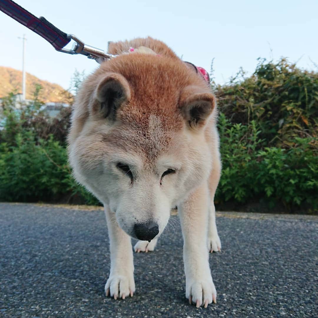 柴子さんのインスタグラム写真 - (柴子Instagram)「あ、どうも。 おはようございます。 #柴犬　#shibainu #shibastagram」12月13日 10時00分 - senogawadogs