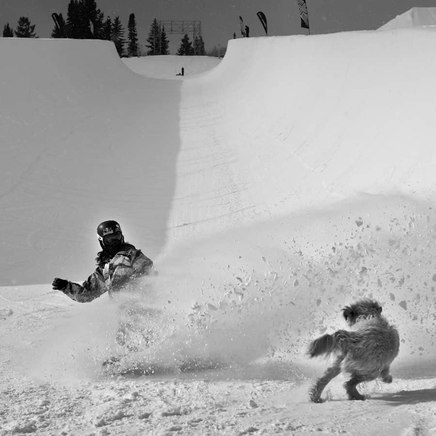 ショーン・ホワイトさんのインスタグラム写真 - (ショーン・ホワイトInstagram)「This dog would dart through my snowspray at the end of every run... Love these photos by @gabe_lheureux.」12月13日 10時09分 - shaunwhite