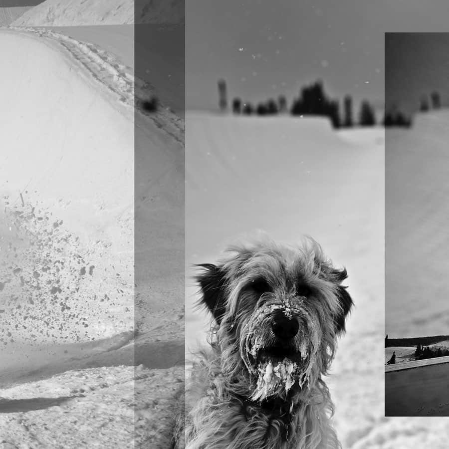 ショーン・ホワイトさんのインスタグラム写真 - (ショーン・ホワイトInstagram)「This dog would dart through my snowspray at the end of every run... Love these photos by @gabe_lheureux.」12月13日 10時09分 - shaunwhite