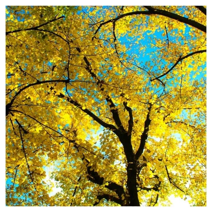 furryrate officialのインスタグラム：「Ginkgo autumn leaves🍁🌿 . . この時期の景色は彩りが綺麗😌 . . ちょっと寒いけど外を歩きたくなっちゃうな🎧 . #furryrate #furry #ファーリーレート #ファーリー #紅葉 #銀杏 #ginkgo #autumnleaves #leaf #sky #park #natural #fashion #yellow #散歩 #winter  #wintercollection #weekend」