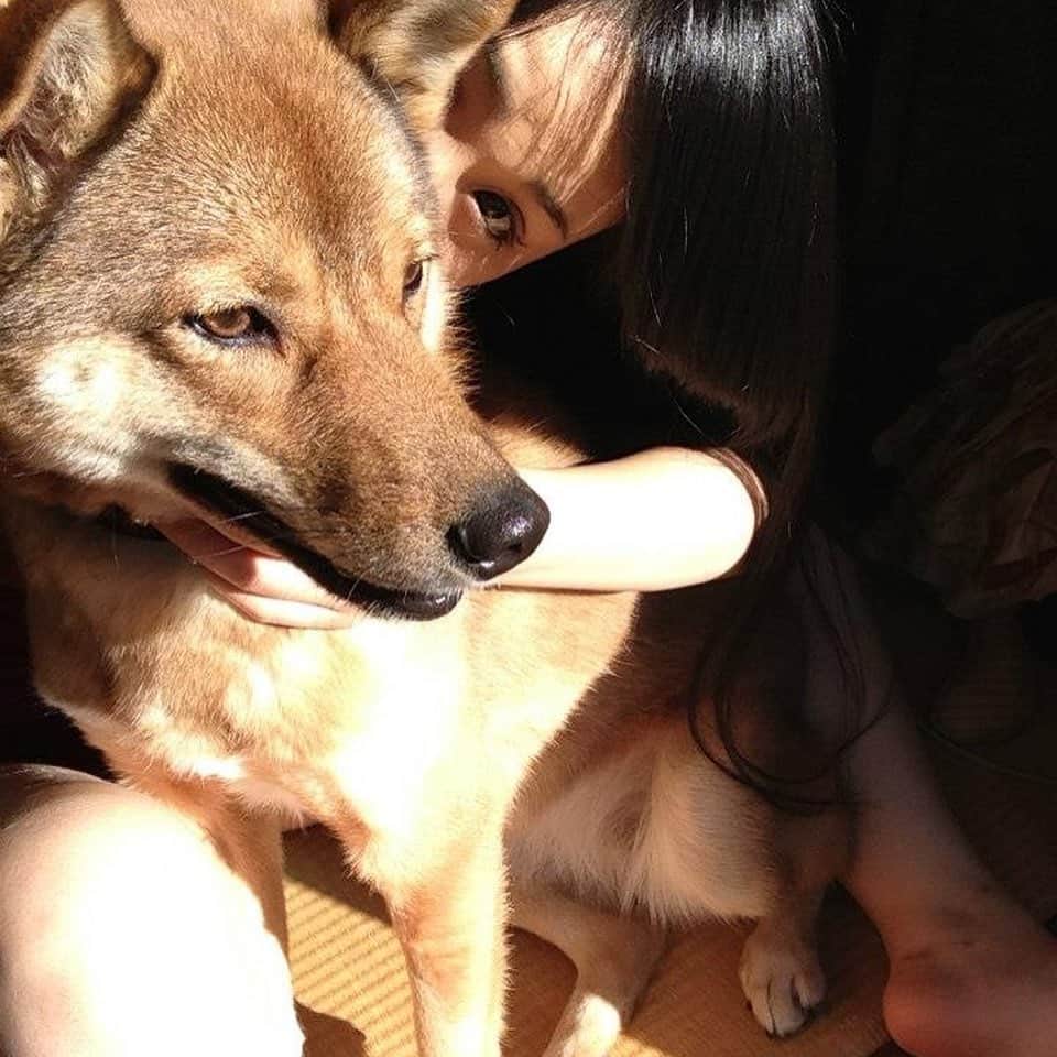 宇田恵菜さんのインスタグラム写真 - (宇田恵菜Instagram)「my love.x since12122010 Picoに出会ってもう9年！ 私が人生に大きくさまよい、逃げていた人生を送っていた時、犬が欲しくてNPOの譲渡会に行きました。 たくさん犬いたし、Picoとそっくりの姉犬もいたけど、私が抱いたらフィットして寝てたのがピコだった。 色んな審査して迎え入れて、1.5か月のPicoがやってきて、Picoには多分寂しい思いさせたときもあったなろなー。 7年前から宇田家の仲間入りしていきなり先輩犬2匹いて、ビビってたな笑。一番大きいのに笑 今やもうPicoだけになって、パパママの良き絡み相手としてビビリ番長番犬してくれてるけど、きっとPicoがあの時私の胸でフィットして、彼女の人生がはじまって幸せだったと思う。 イヌの部屋増築した我が家だしね笑 これからも元気でお利口さんで美人で少し痩せていってね。 本当にPicoが大好きだ！ ——————— #dog #shiba #shepherd #cute #犬 #雑種 #シェパード #柴犬 #シェパード柴 #癒し #Pico  #愛犬 #puppy #ilovemydog #犬部屋 #甘えん坊 #靴下犬 #お父さん #ファザコン #シェパードミックス #柴ミックス #actresslife #女優」12月13日 10時50分 - ena2727