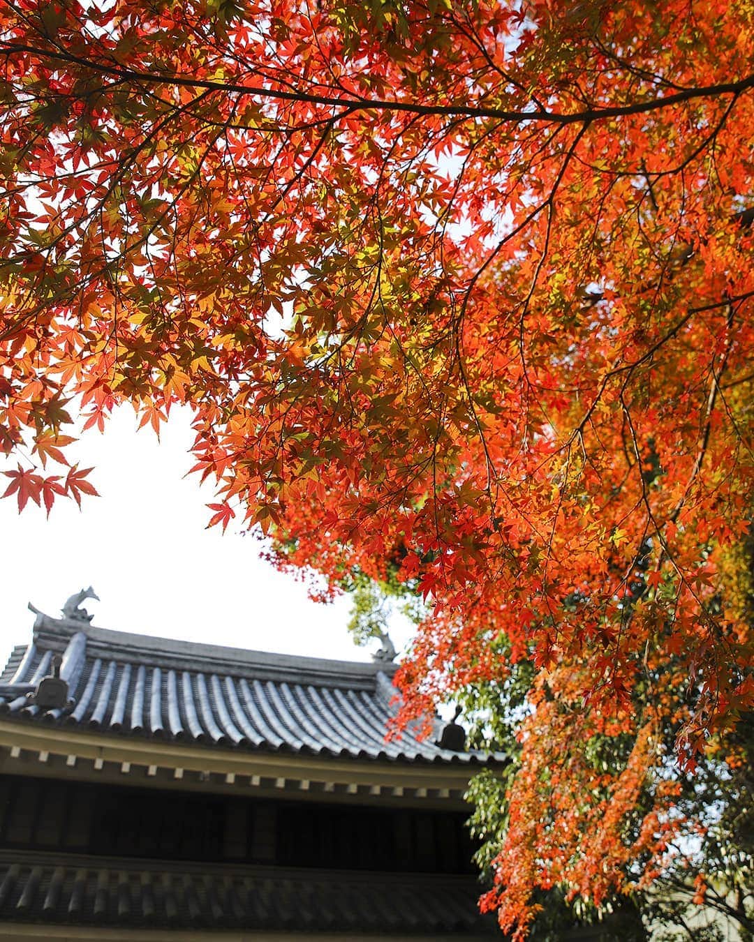 のインスタグラム：「Autumn Leaves Week. * 田原城跡にいこうよう * #いこうよう週間#第１弾 #やっと紅葉見頃だよ #次はどこかな #お見逃しなく * 冷え込んで来たね～ #たはら暮らし * #渥美半島#田原市#伊良湖岬#伊良湖#赤羽根#花言葉#菜の花浪漫街道#tahara#irago#akabane#surfing#flower#autumn#紅葉#田原市博物館#紅葉#モミジ#はなのある暮らし#田舎暮らし#日々の暮らし#休日の過ごし方#スローライフ#instagramjaran#igersjp」