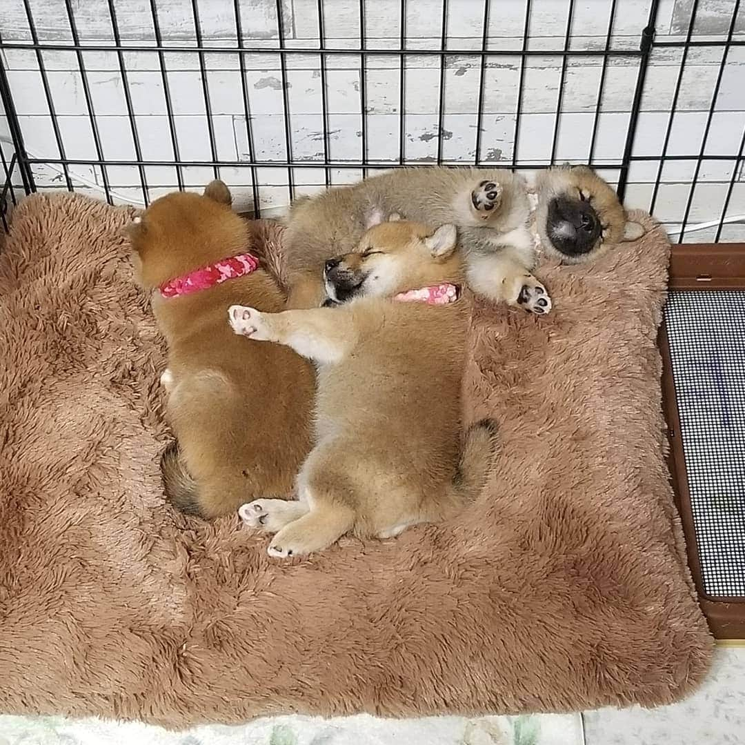 柴犬たま Shibainu Tamaのインスタグラム