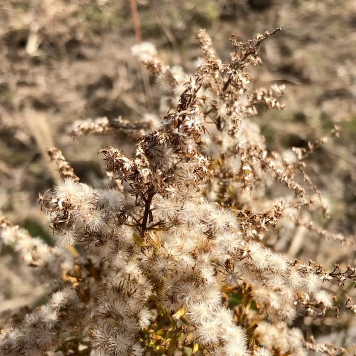 のインスタグラム：「#揺れる #ふわふわ #風が吹く」
