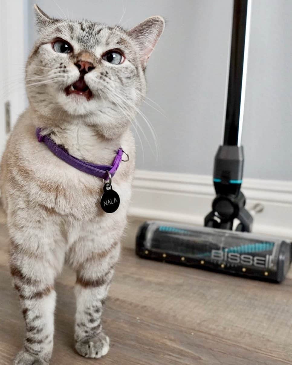 nala_catさんのインスタグラム写真 - (nala_catInstagram)「I’ve been loving the ICONpet Cordless Vacuum that @bissellclean sent me this summer, especially the LED lights that illuminate pet hair throughout our home! For one day only, on Black Friday, the ICONpet Cordless will be 50% off as @Amazon’s Deal of the Day! With every purchase, @bissellclean also makes a donation to @bissellpets to help end pet homelessness; visit the link in my bio to check out all of this vacuum’s fur cleaning features! #blackfriday #thanksgiving #ad」11月29日 3時43分 - nala_cat