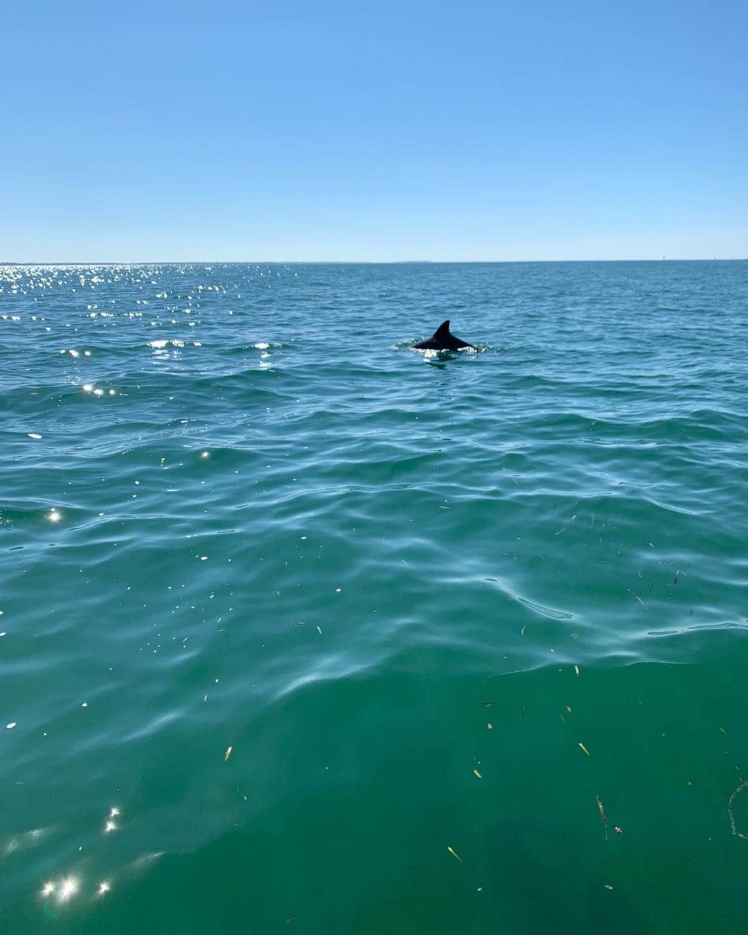 ロージー・オドネルさんのインスタグラム写真 - (ロージー・オドネルInstagram)「dolphins #happyTHANKSGIVING」11月29日 3時54分 - rosie