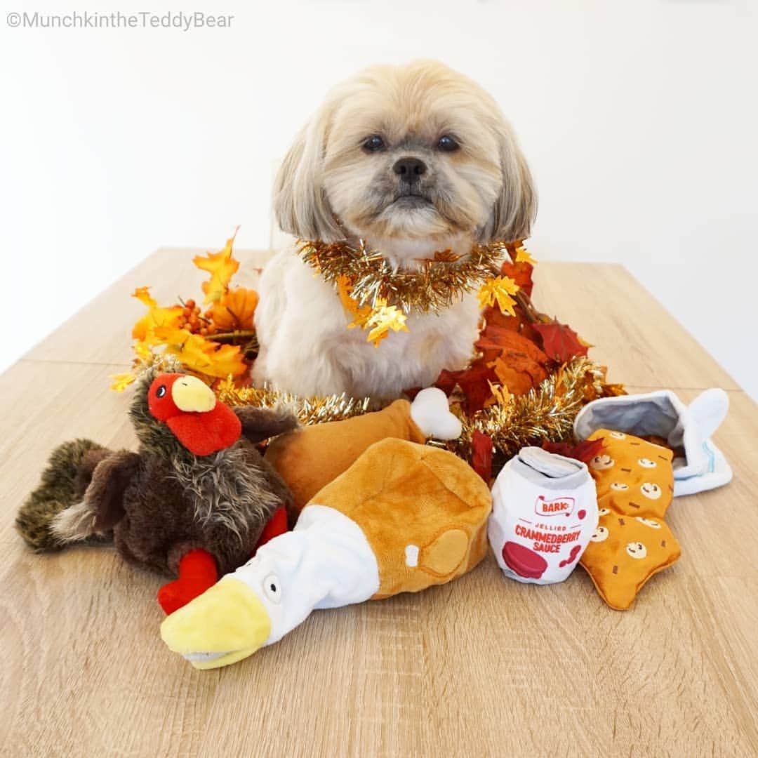 Original Teddy Bear Dogさんのインスタグラム写真 - (Original Teddy Bear DogInstagram)「Happy Thanksgiving! I'm thankful for my mom, family, doggie friends, food, treats, toys, balls, and all of you! 🦃🍗🐶」11月29日 4時16分 - munchkintheteddybear