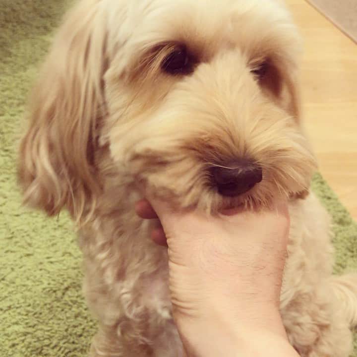 北山陽一のインスタグラム：「ただいまの挨拶。#きたやまおかき #きたやまおもち」