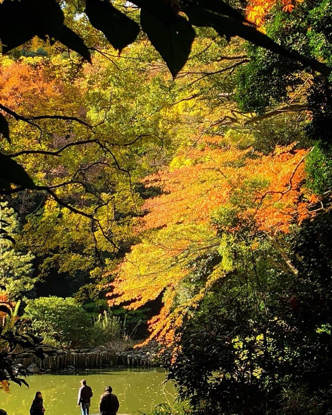 理絵さんのインスタグラム写真 - (理絵Instagram)「去年の今ごろだったかの写真🍁お気に入りです  そういえば去年の今ごろはお腹に8cm近い大きな子宮筋腫があって  どうしよう💦どうしよう💦と一人で悩んでいたのよね…なつかしいな  #池 #森 #紅葉 #景色 #風景 #眺め #stagno #pond #scenery #子宮筋腫 #子宮筋腫開腹手術 #開腹手術 #子宮全摘出  #子宮全摘 #なつかしい #懐かしい #思い出」11月28日 19時59分 - ____rie____