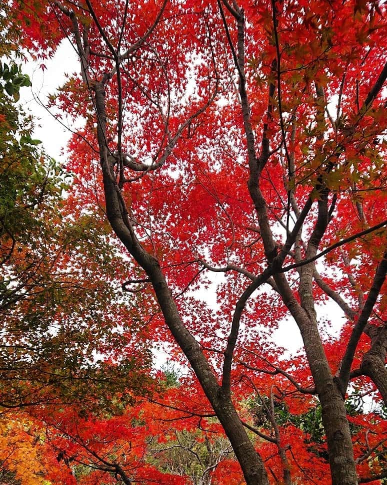 和田益典さんのインスタグラム写真 - (和田益典Instagram)「◆ 京都某所 . . . って言うてもバレへんやんな？笑 . . いえいえ、本日のJob場所（泉佐野らへん）にて見かけたものですよ。 . 晴れてたらもっと綺麗やったでしょうに。 . . ここんとこ外では連日山登りJobですが、こういう場面に出くわした時に「ほっこり」出来るかどうかって事ですな。 . . . #モミジ #紅葉 #晩秋 #秋 #カエデ #赤 #紅 #スマホ撮影 #曇天 #スマホ #スマホ写真 #autumnleaves #autumn #smartphone #red #yellow #green #グラデーションカラー #樹木 #植物 #園芸 #造園 #plant #tree #落葉樹 #植木 #もみじ #🍁 #イロハモミジ #japan .」11月28日 20時00分 - masunori_wada